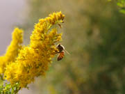 ミツバチ05.jpg